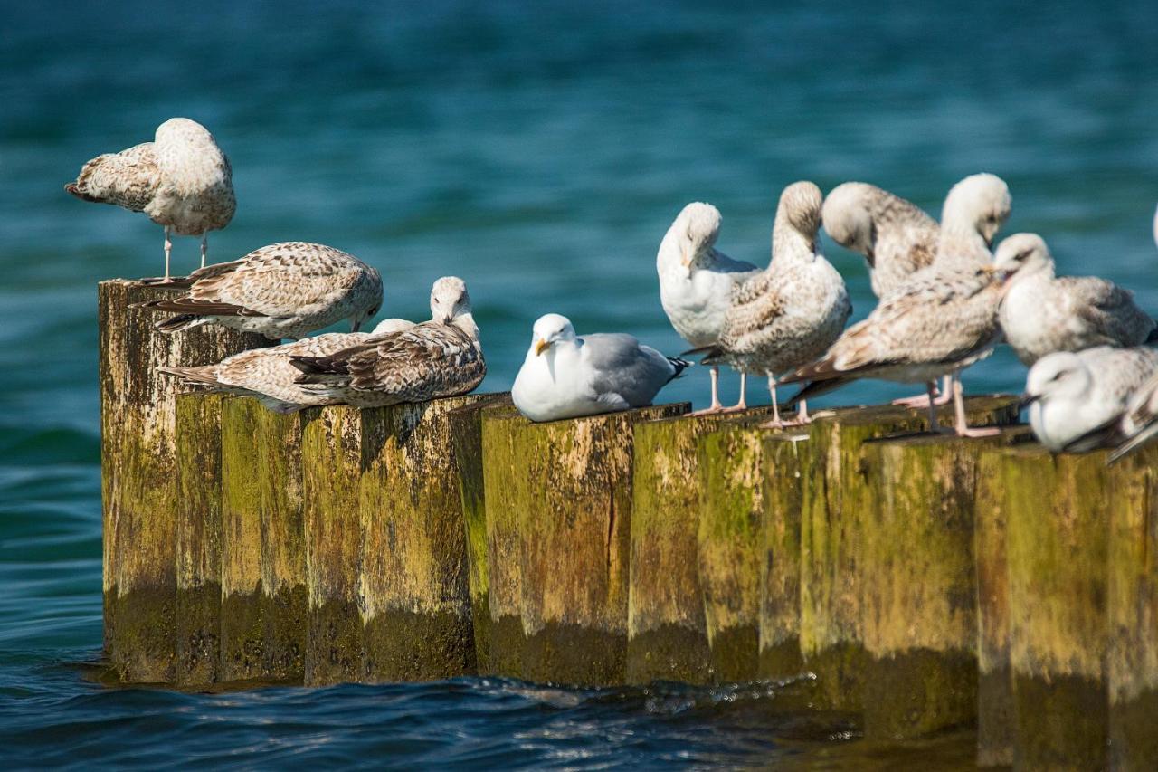 Fewo 1 Wiek auf Rügen Eksteriør billede